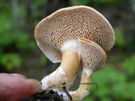 Dentinum repandum, the teeth and stalk surface and sometimes cespitose growth. Dentinum repandum, the teeth and stalk surface and sometimes cespitose growth.